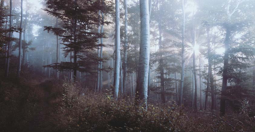 Brouillard dans la forêt