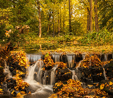 Visualizzazione di un'immagine della foresta ad alta risoluzione per l'editing video 4K