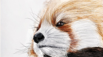 Drawn to a T: illustrations Drawn to a T: illustrations