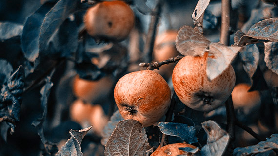 High-quality photo filters - example 3