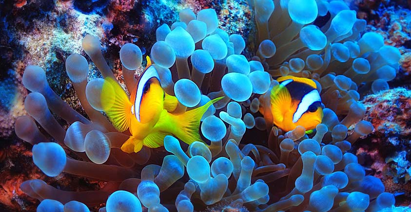 Mit diesen Tipps werden Ihre Unterwasser-Aufnahmen zu bleibenden Urlaubserinnerungen. Mit diesen Tipps werden Ihre Unterwasser-Aufnahmen zu bleibenden Urlaubserinnerungen.