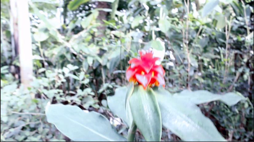 Colorizing foreground and background separately Color correction on two layers