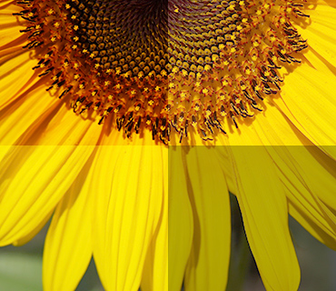 Anzeige des Weißabgleichs mit Hilfe einer Blume Anzeige des Weißabgleichs mit Hilfe einer Blume