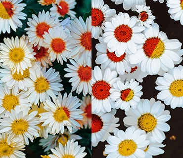 Illustration der Aufhellung eines Videos mit Gammakorrektur in einer Blume Illustration der Aufhellung eines Videos mit Gammakorrektur in einer Blume