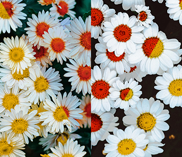 Illustration of making video brighter with gamma correction in a flower image